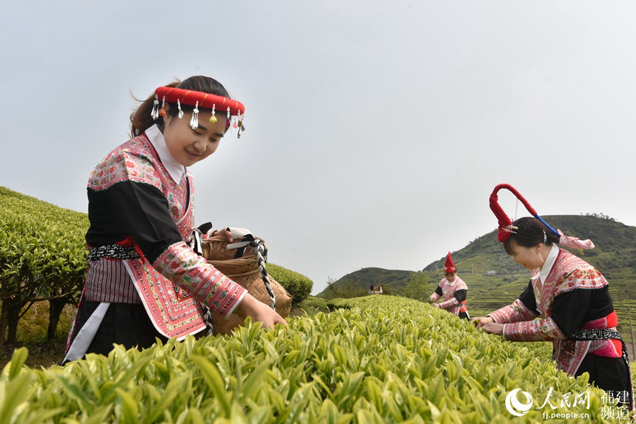 福建省連江縣長龍鎮(zhèn)畬族村民在茶園采摘茶青。 余杉芳攝