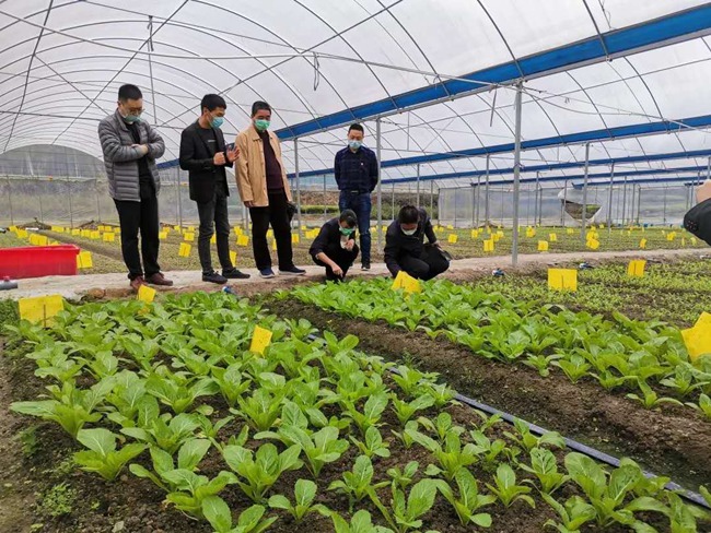 調(diào)研前洋蔬菜基地現(xiàn)場。福建省公路中心供圖