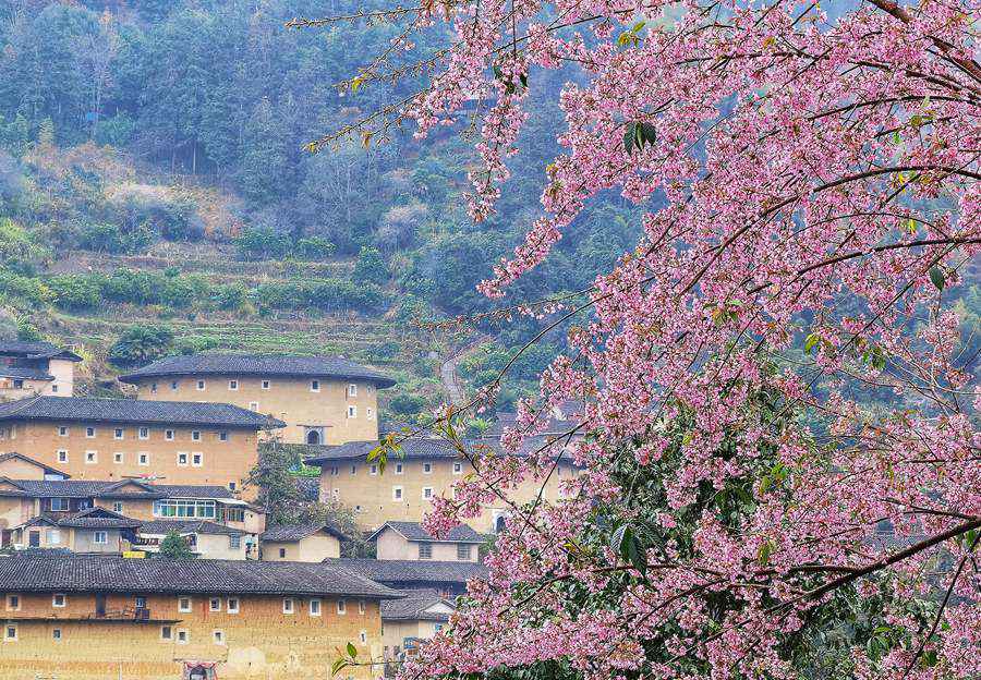 冬日，在福建土樓標(biāo)志性建筑——南靖田螺坑土樓群，成片櫻花綻放，美不勝收。馮木波攝