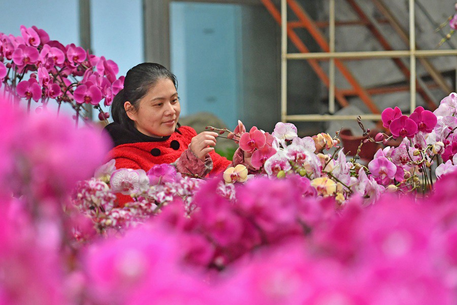 農(nóng)歷臘八，泉州市泉港區(qū)的花卉基地里，百花爭艷，年味漸濃。泉港區(qū)融媒體中心供圖