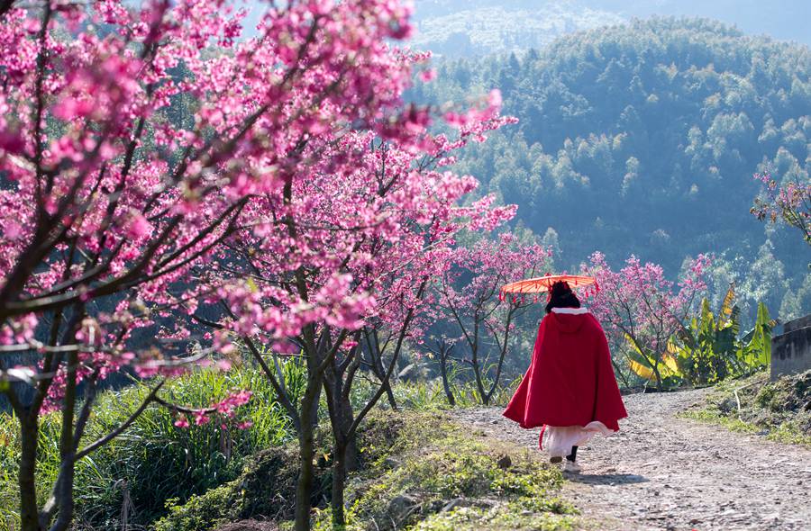 游人著古裝在櫻花園漫步。劉其燚攝