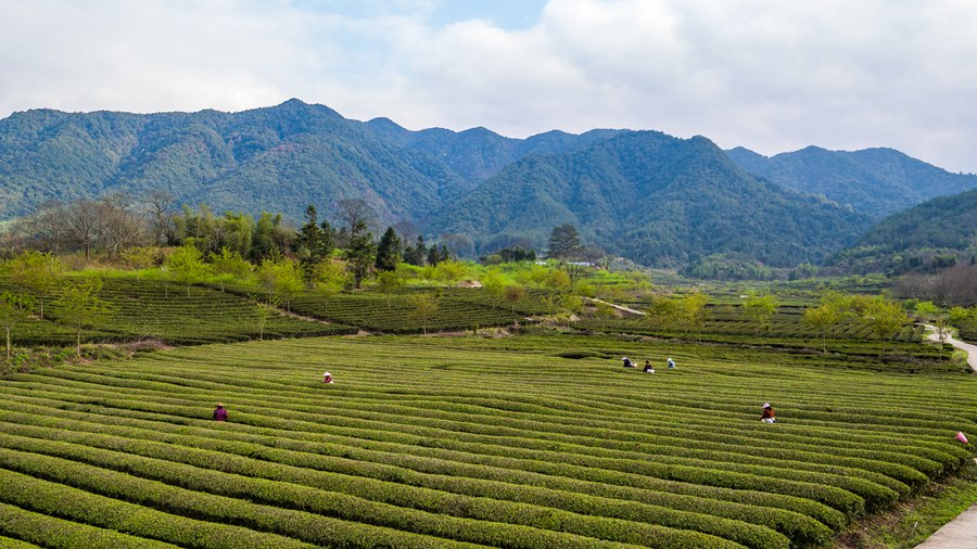 陽春三月，漫山遍野的茶樹為山坡披上了綠裝。黃尉峰攝