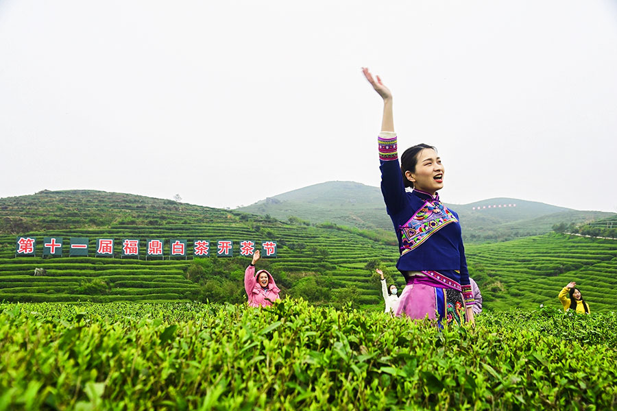 嘹亮的喊山開茶聲此起彼伏地回蕩山間。謝樹淵攝