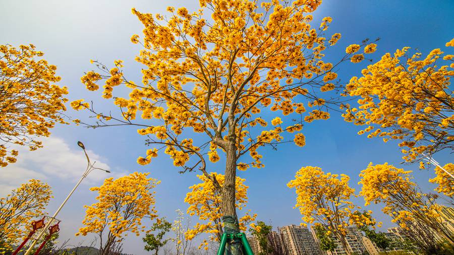 寧德蕉城黃花風(fēng)鈴木花朵盛放。李慶如攝