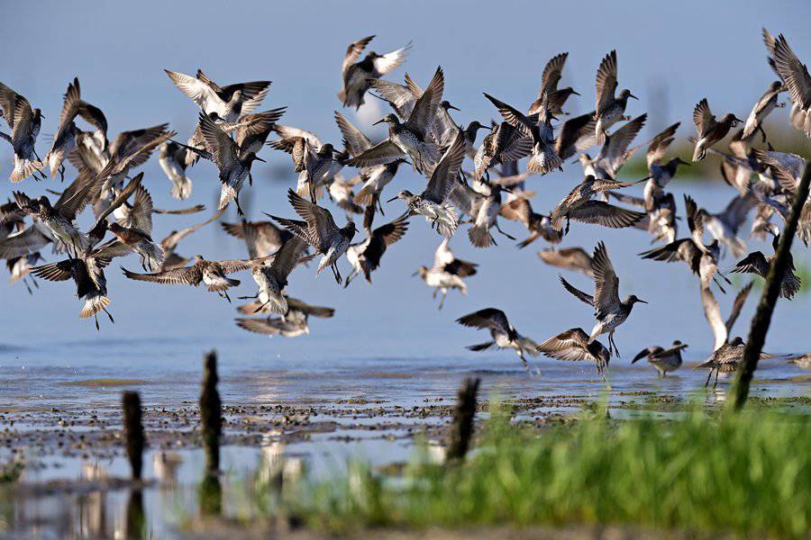 在廈門翔安海域觀測(cè)到的鷸科鳥群。陳浩攝