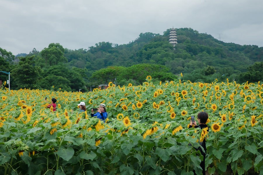 近日，漳州的一片向日葵花海走紅，吸引市民游客云集打卡。漳州市職業(yè)攝影協(xié)會(huì)供圖