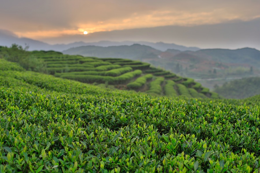 位于平均海拔800—1200米的政和縣澄源鄉(xiāng)云根茶業(yè)基地。賀角攝