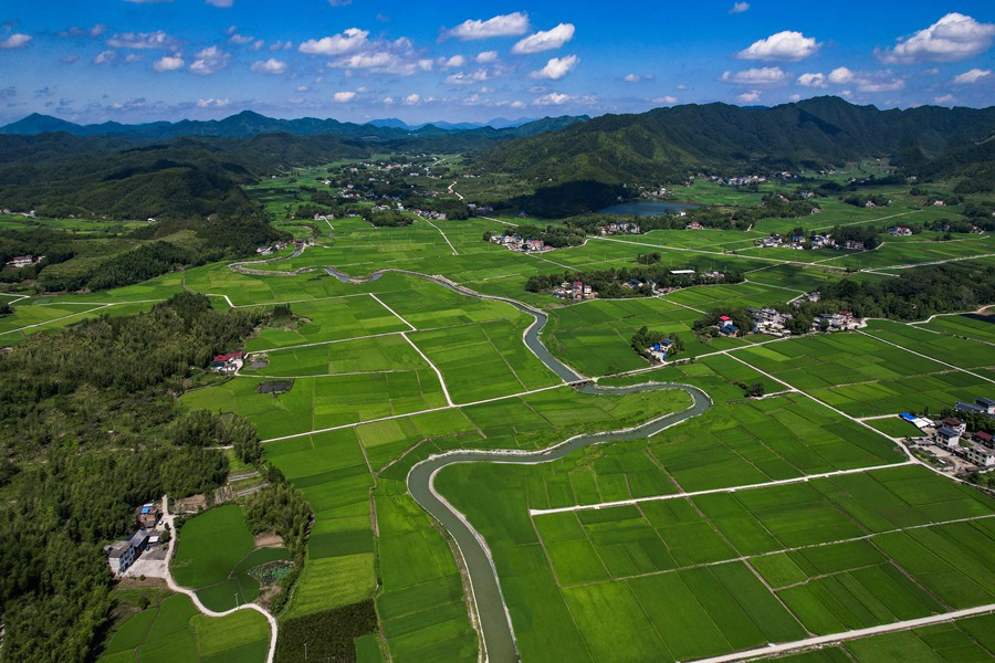 田壟如畫，整齊分布在溪水兩側。黃尉峰攝