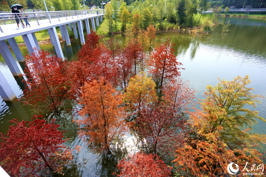 廈門(mén)山海健康步道林海線東山環(huán)廊的落羽杉換上“秋裝”。人民網(wǎng) 陳博攝