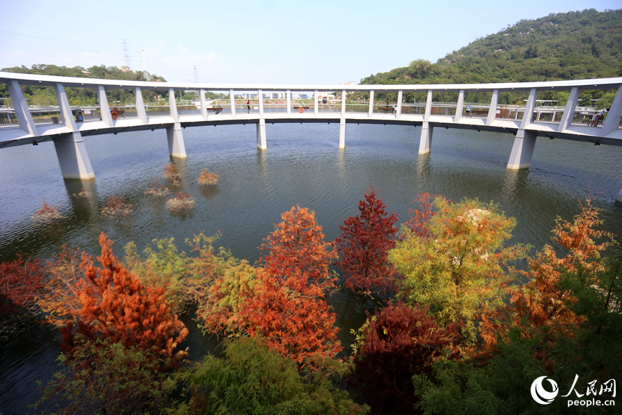 東山環(huán)廊內(nèi)的多彩落羽杉。人民網(wǎng) 陳博攝