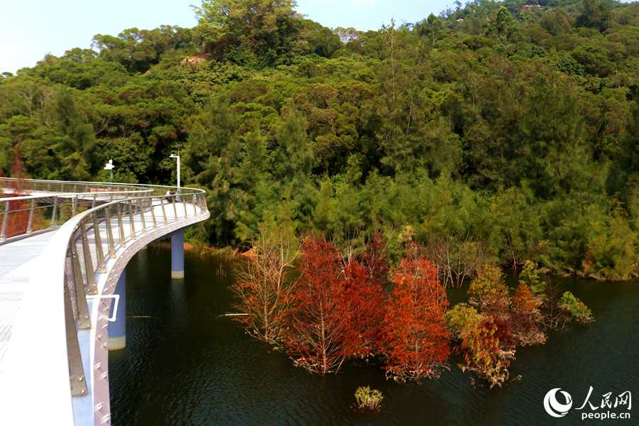 廈門(mén)山海健康步道林海線旁的落羽杉。人民網(wǎng) 陳博攝