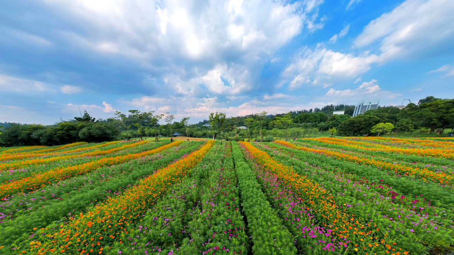 廈門市園林植物園西山園波斯菊花海。許秋珩攝