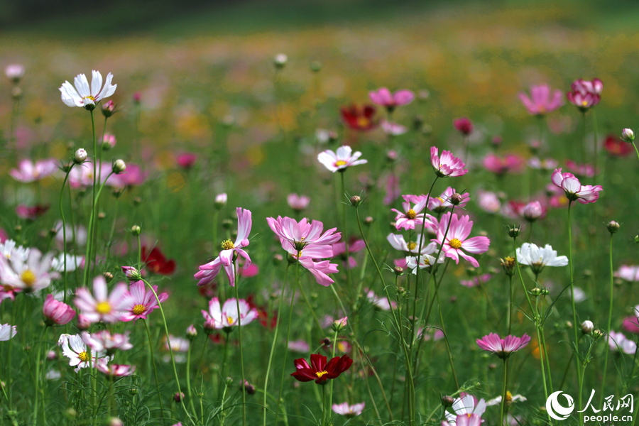 粉紅相間的波斯菊。人民網(wǎng) 陳博攝