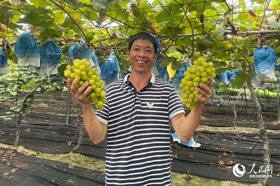 廈門集美區(qū)灌口鎮(zhèn)雙嶺村金玲瓏葡萄喜獲豐收。人民網(wǎng) 蘇海森攝