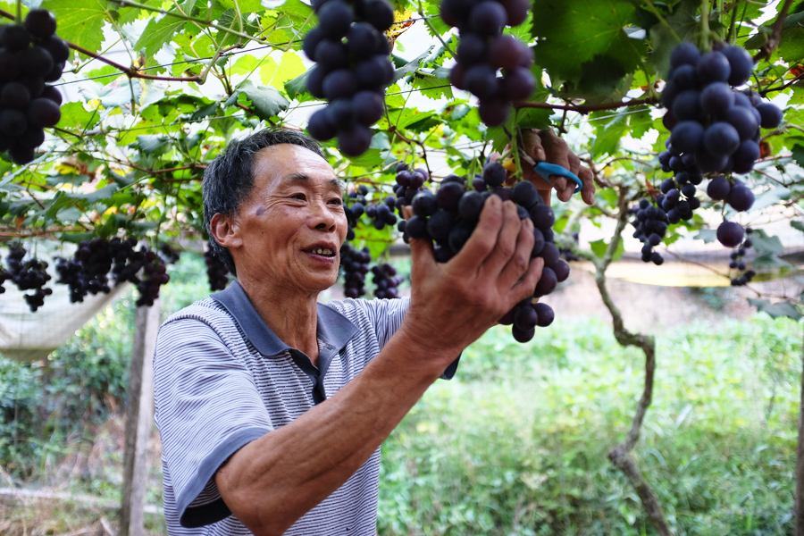 寧德壽寧縣鳳陽鎮(zhèn)的高山晚熟富鋅葡萄串串色澤紫黑、飽滿圓潤。鄭鎮(zhèn)攝