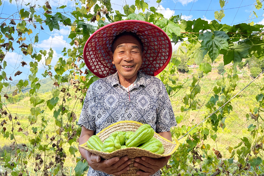 泉州德化縣赤水鎮(zhèn)素有“佛手瓜之鄉(xiāng)”的美譽(yù)，這兒的佛手瓜鮮嫩翠綠、個(gè)大飽滿。據(jù)了解，今年赤水鎮(zhèn)種植的800畝佛手瓜，每畝產(chǎn)量8000—10000斤。林雅萍攝