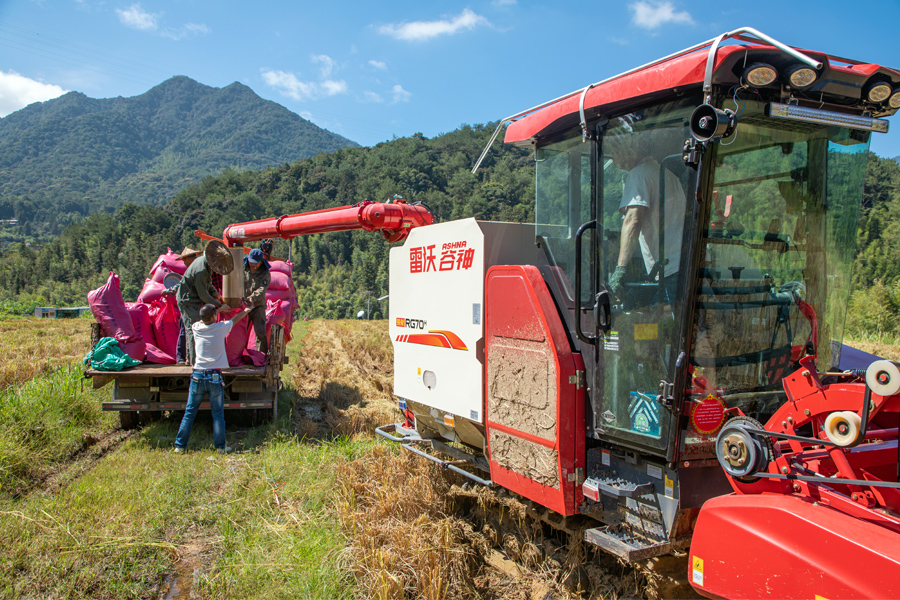 龍巖新羅區(qū)巖山鎮(zhèn)萊山村70余畝稻田里，農(nóng)戶們奔忙在田間地頭，做到防疫不缺位、秋收不誤時(shí)。張銳暢攝