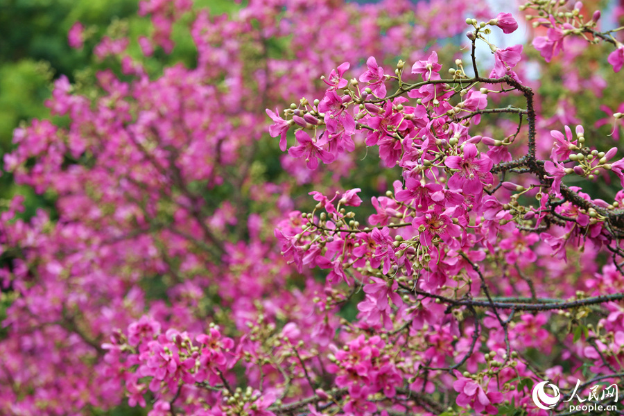 廈門郵輪中心附近的美麗異木棉花開滿樹。人民網(wǎng) 陳博攝