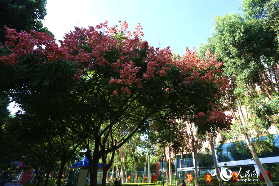 廈門市蓮前西路前埔健身公園附近的臺灣欒樹。人民網(wǎng) 陳博攝