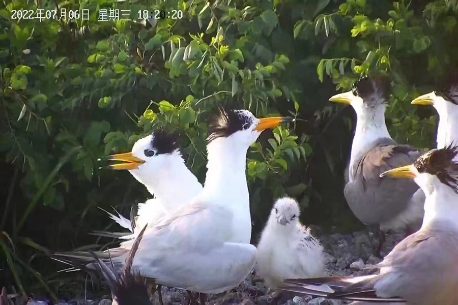 福建首次記錄國家一級保護動物中華鳳頭燕鷗繁殖全程。福建省觀鳥協(xié)會供圖