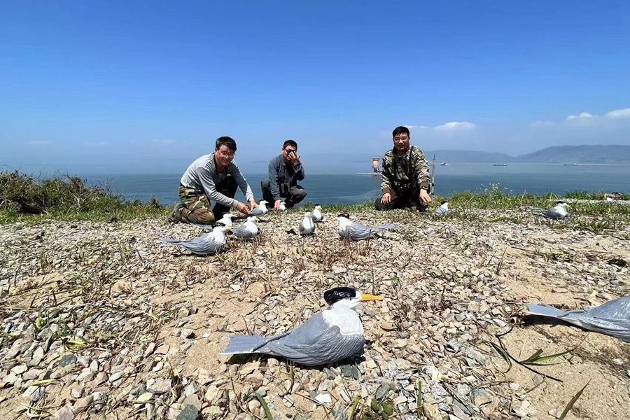 志愿者在島上布設(shè)假鳥進行社會化招引。福建省觀鳥協(xié)會供圖