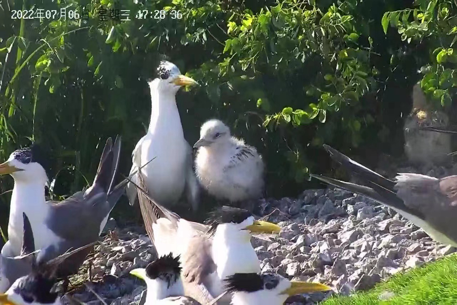 中華鳳頭燕鷗及幼鳥。福建省觀鳥協(xié)會供圖