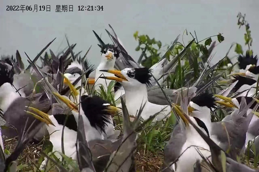 中華鳳頭燕鷗在孵蛋。福建省觀鳥協(xié)會供圖