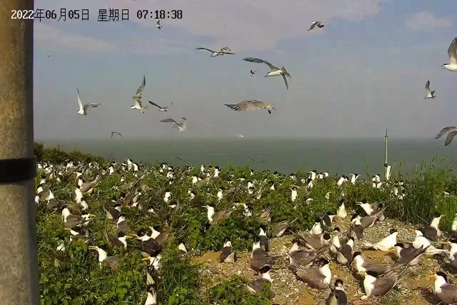 今年5月底開始，陸續(xù)有7只中華鳳頭燕鷗以及800多只大鳳頭燕鷗來到四姆嶼。福建省觀鳥協(xié)會供圖