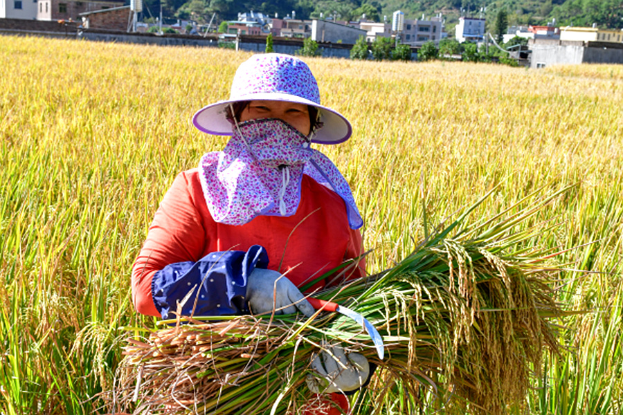 農(nóng)民在稻田里收割晚稻。夏海濱攝