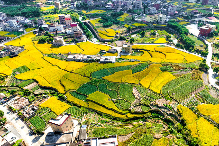 鄉(xiāng)村民居被金燦燦的稻海包圍，美如油畫。夏海濱攝