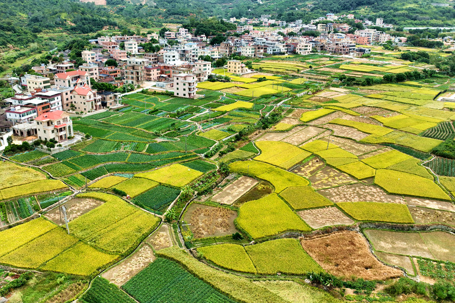 廈門市同安區(qū)汀溪鎮(zhèn)五峰村。夏海濱攝