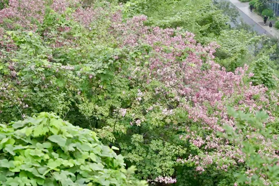 景區(qū)打造出四季景異、常年有花的景觀。林德軒攝