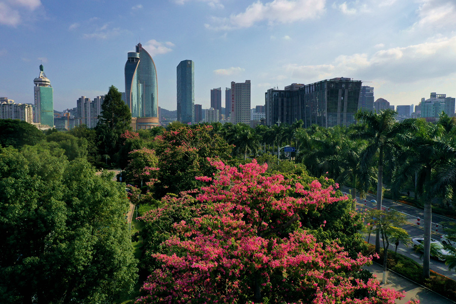 廈門(mén)白鷺洲公園內(nèi)的美麗異木棉花開(kāi)滿樹(shù)。許秋珩攝