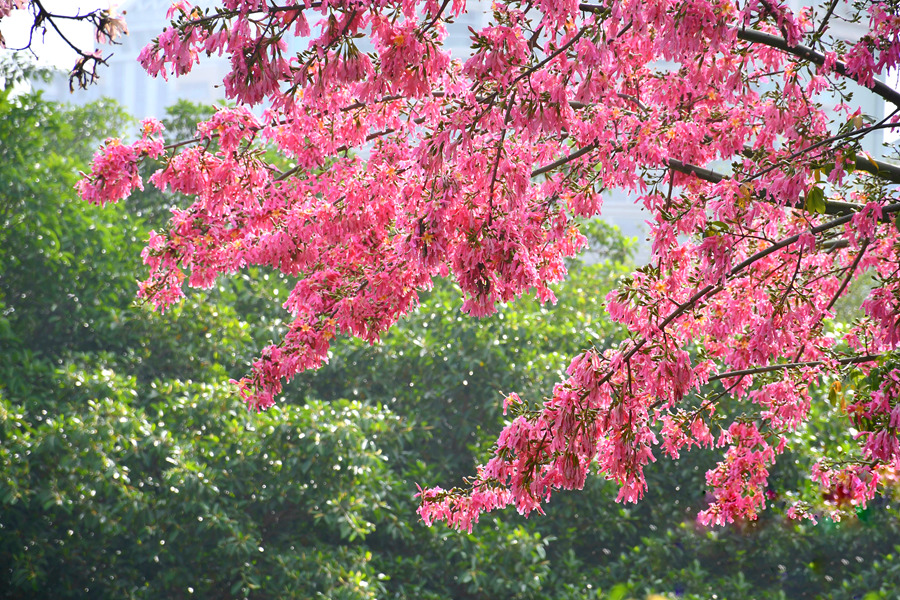 廈門白鷺洲公園內(nèi)的美麗異木棉花朵成串綻放。胡婉琪攝