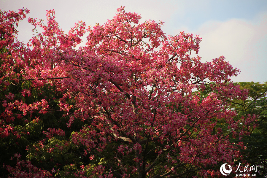 廈門白鷺洲公園內(nèi)的美麗異木棉花朵成串綻放。人民網(wǎng) 陳博攝