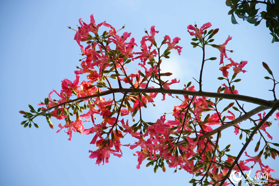 廈門白鷺洲公園內(nèi)的美麗異木棉花朵成串綻放。人民網(wǎng) 陳博攝