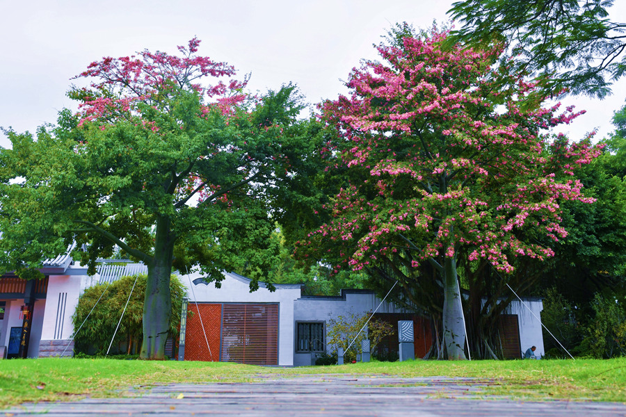 廈門白鷺洲公園內(nèi)的美麗異木棉。胡婉琪攝