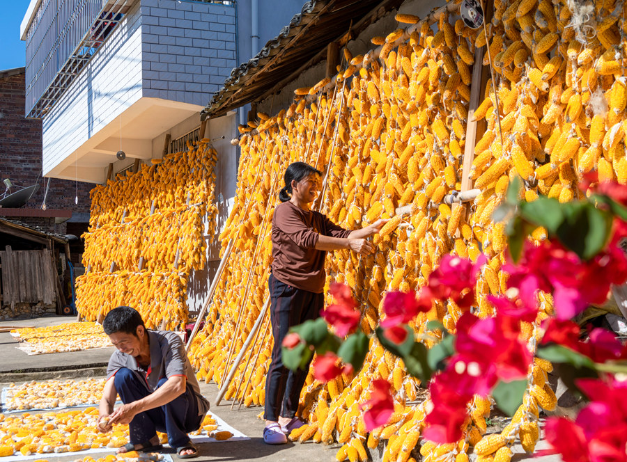 8.金燦燦的玉米為農(nóng)家增添了喜慶的色彩 。張旭攝