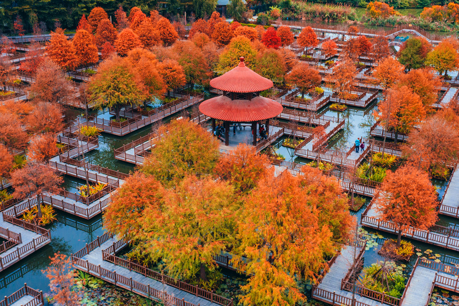 在五緣灣濕地公園木棧道，落羽杉一團(tuán)團(tuán)、一簇簇地分布在水上迷宮，夢幻般的色彩中，市民游客或漫步，或在湖心亭遠(yuǎn)眺，怡然自得，其樂融融。許秋珩攝