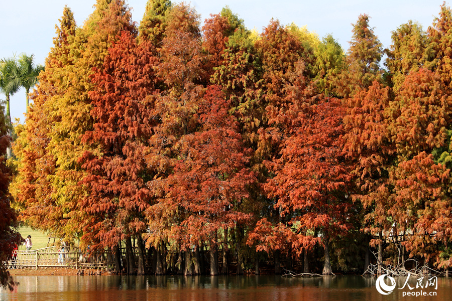 陽光下的落羽杉紅得熱烈。人民網(wǎng) 陳博攝