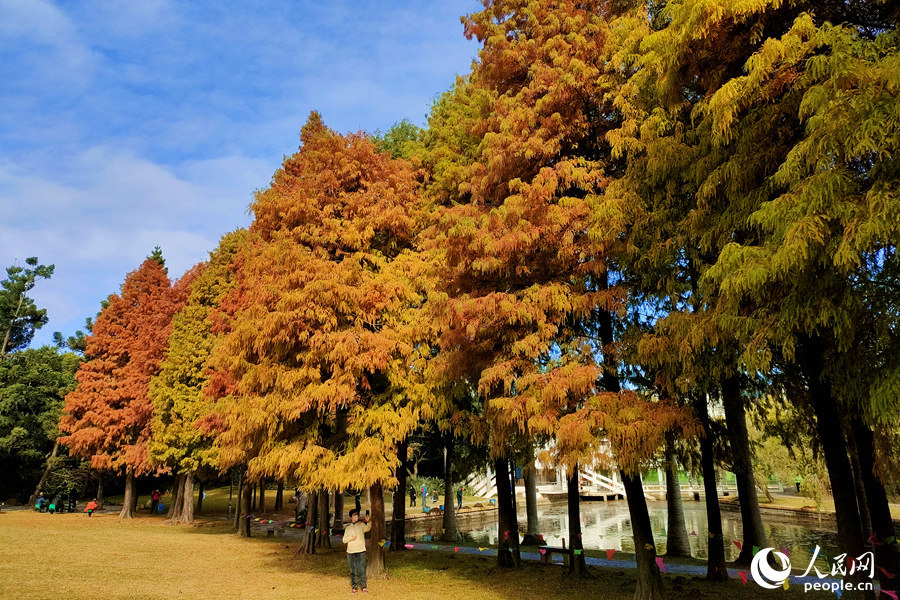 廈門南湖公園的草坪上，游客在落羽杉樹下拍照。人民網(wǎng) 陳博攝