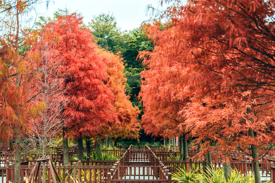 廈門五緣灣濕地公園木棧道落羽杉美景。許秋珩攝