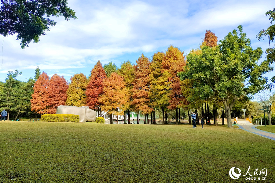 廈門南湖公園落羽杉美景。人民網(wǎng) 陳博攝