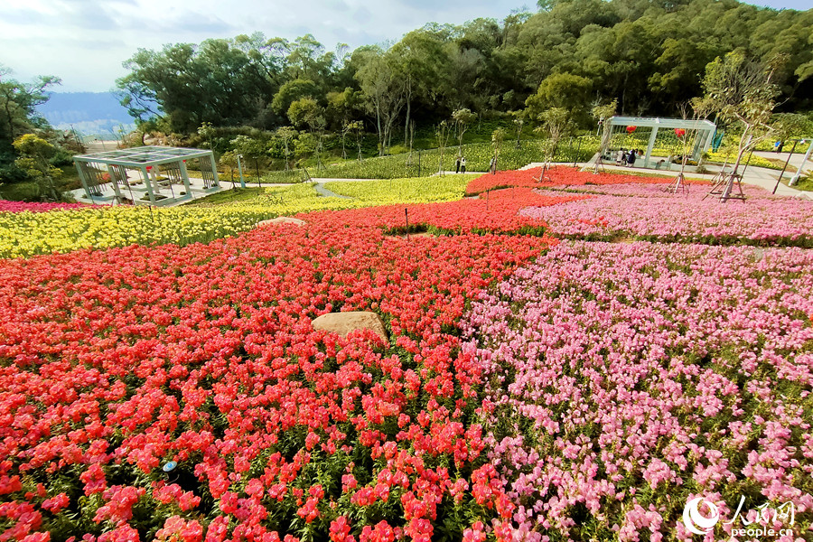 廈門東坪山金魚草花朵沿著山谷競相綻放，仿佛為山林披上了一襲新年“花衣”。人民網(wǎng) 陳博攝