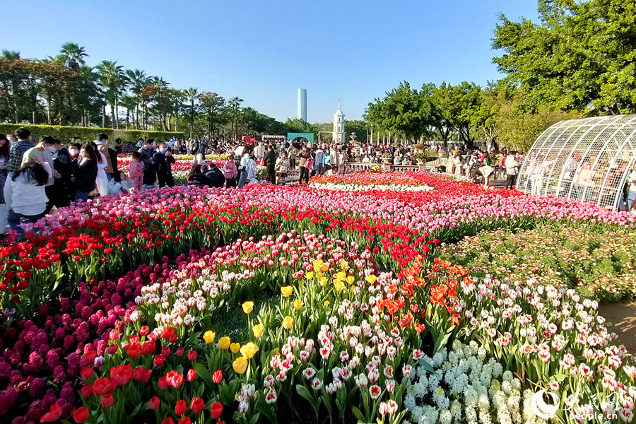 郁金香花海引來不少市民游客前來打卡拍照。人民網(wǎng) 陳博攝