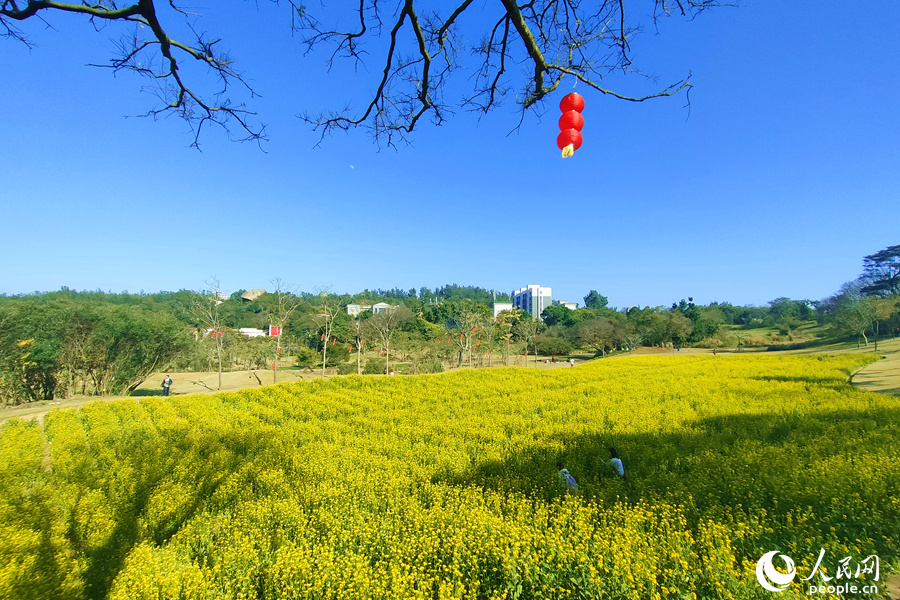 廈門市園林植物園內(nèi)油菜花田迎春怒放。人民網(wǎng) 陳博攝