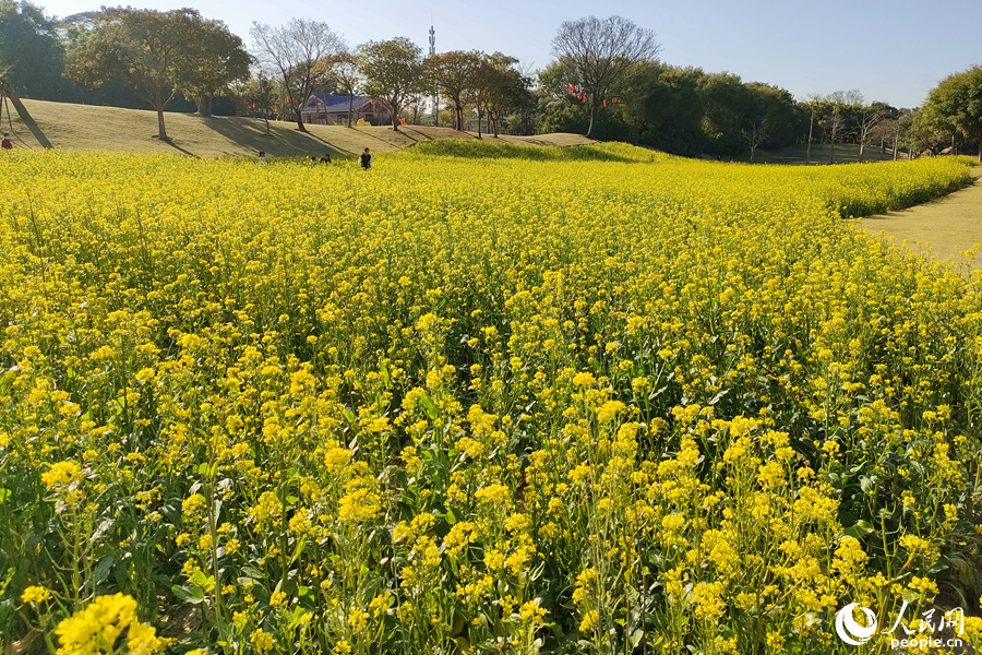 金燦燦的油菜花田。人民網(wǎng) 陳博攝