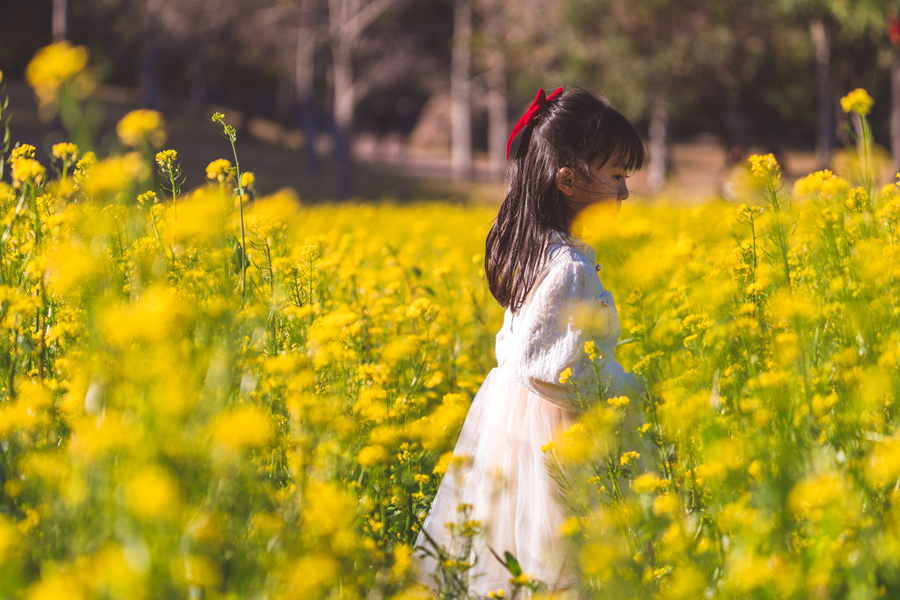 頭戴紅色蝴蝶結(jié)的小女孩在花田中游玩。許秋珩攝