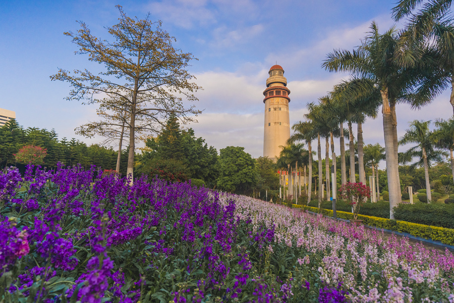 廈門市湖里區(qū)燈塔公園內(nèi)，紫羅蘭花朵成串綻放。許秋珩攝