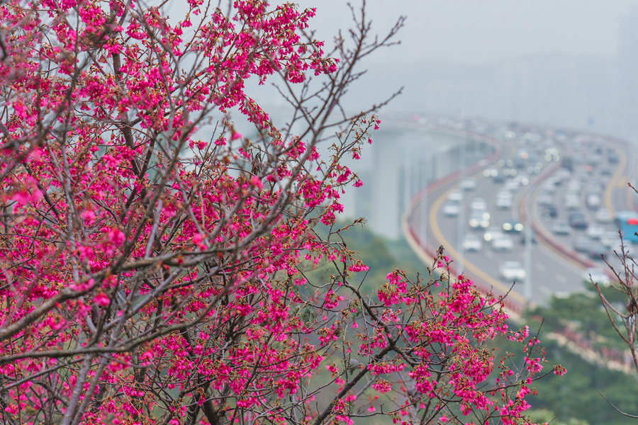 廈門(mén)市海滄區(qū)大屏山公園滿(mǎn)山櫻花盛放。許秋珩攝